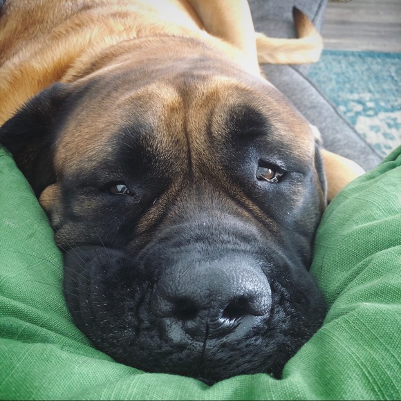 Meet your Posher, Lucy - Picture 1 of 1